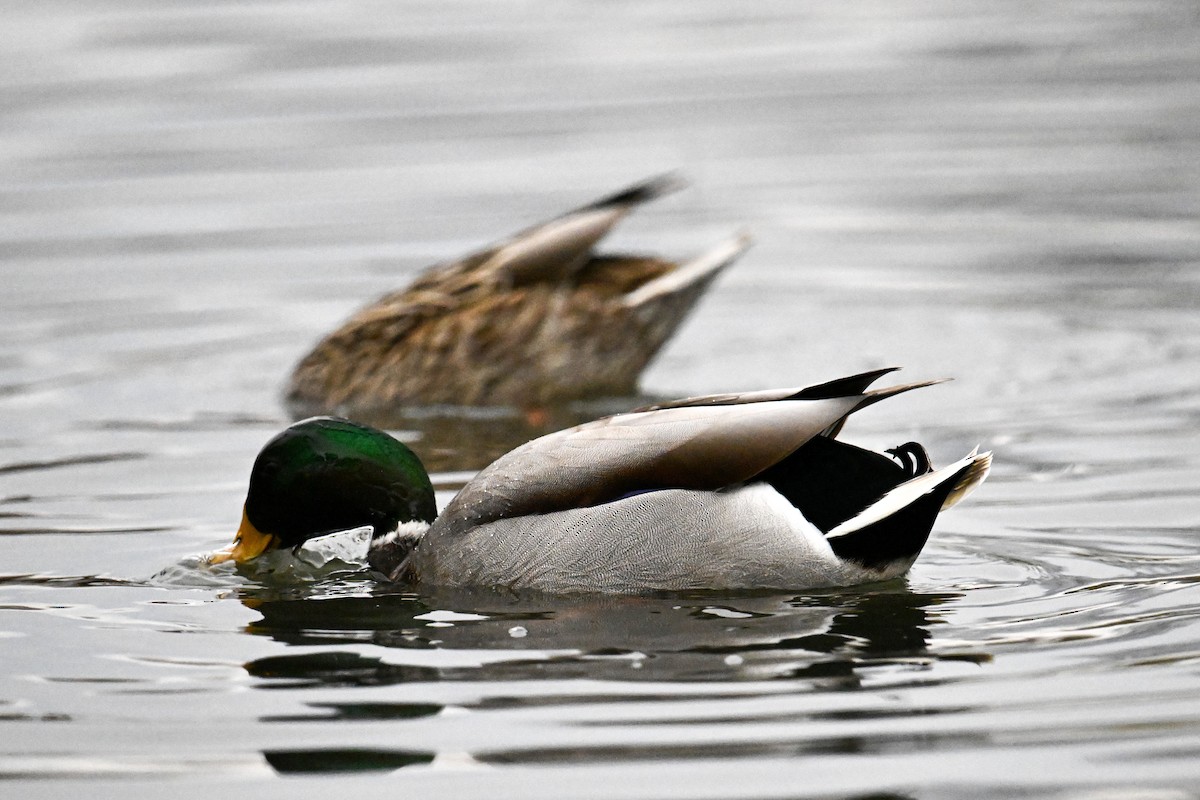 Крижень звичайний - ML644419179