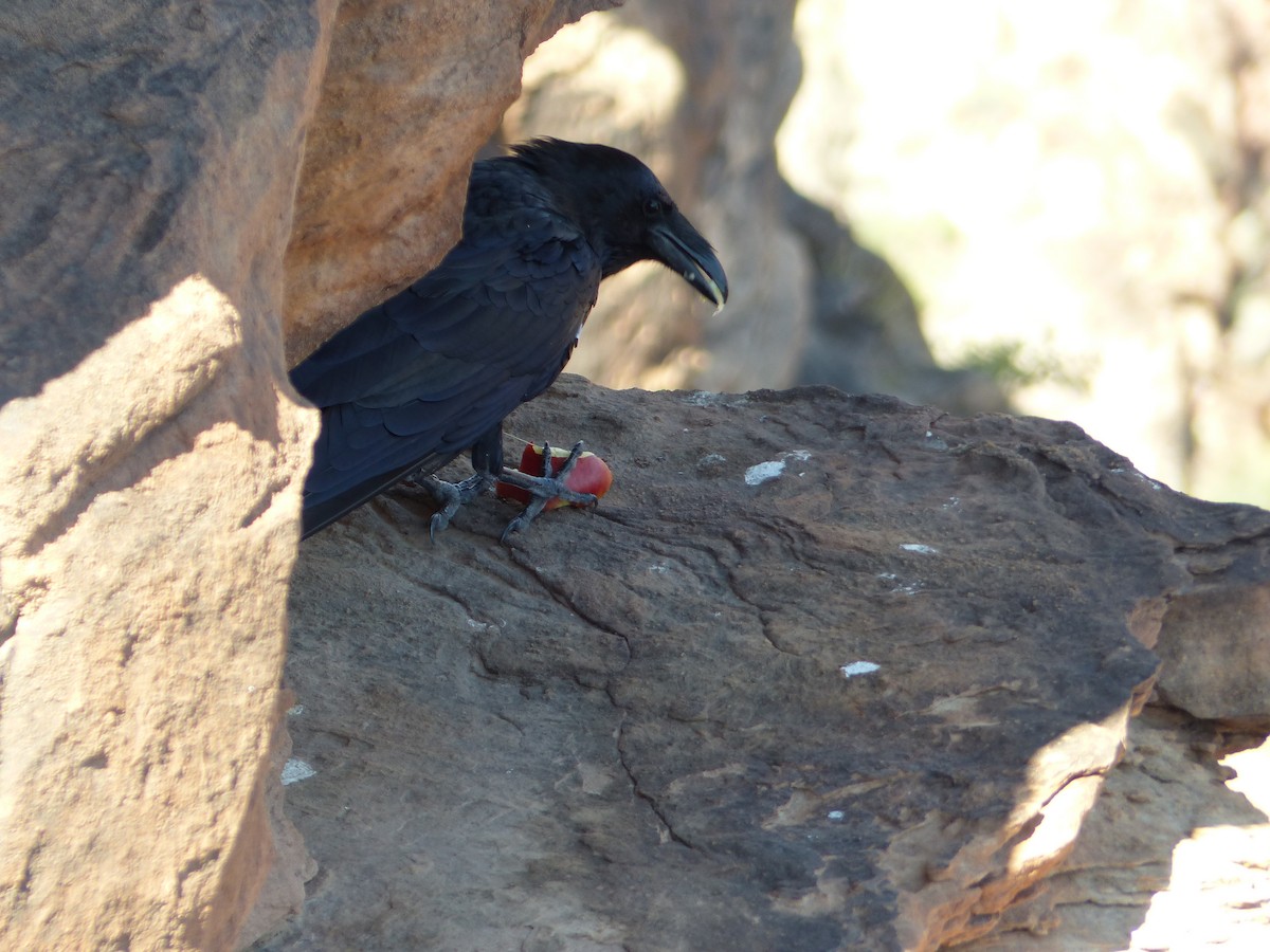 American Crow - ML644419185