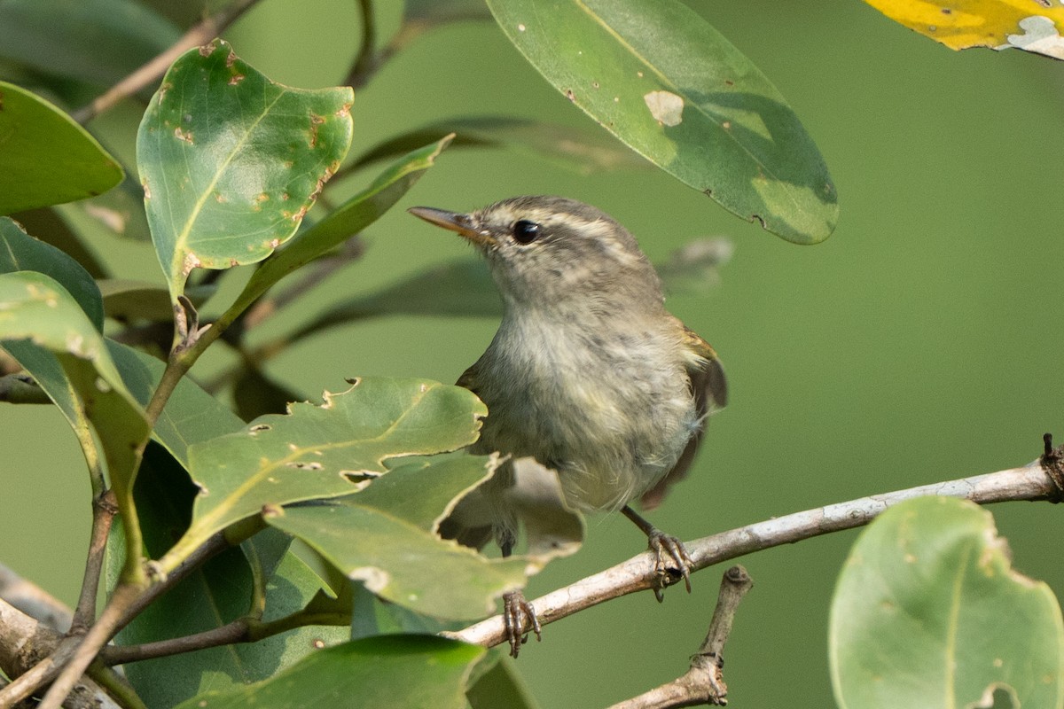 Greenish Warbler - ML644419186