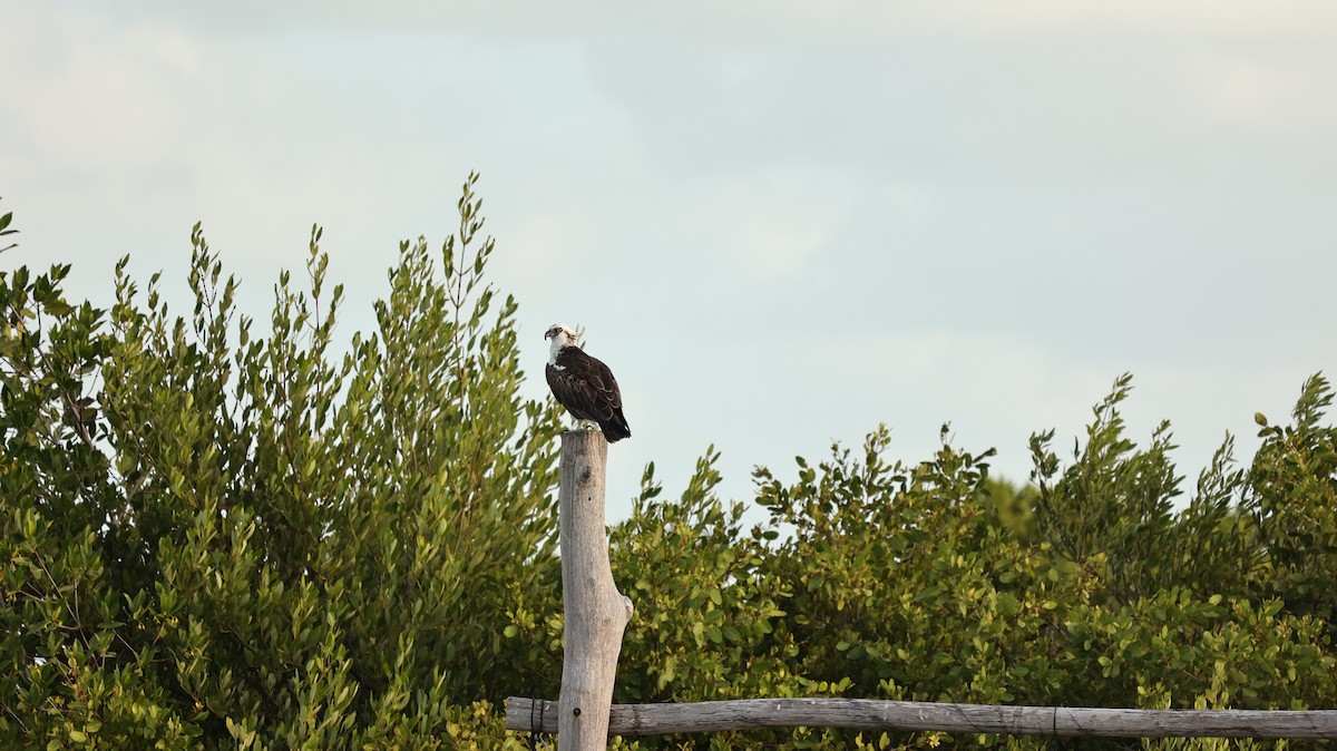 fiskeørn - ML644419190