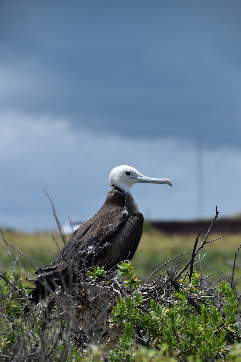 Magnificent Frigatebird - ML644419192