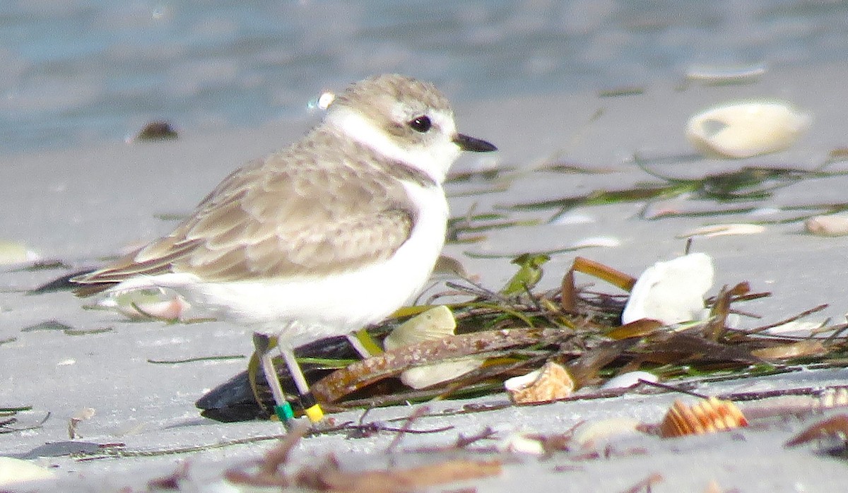 Snowy Plover - ML644419193