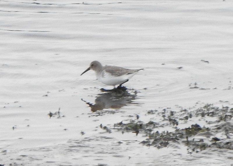 Dunlin - ML644419196