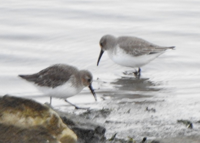 Dunlin - ML644419197