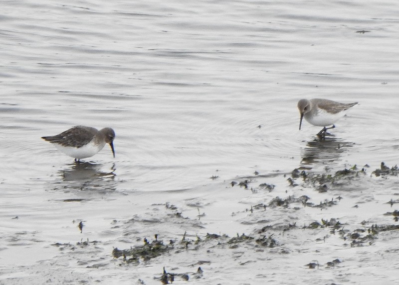 Dunlin - ML644419198