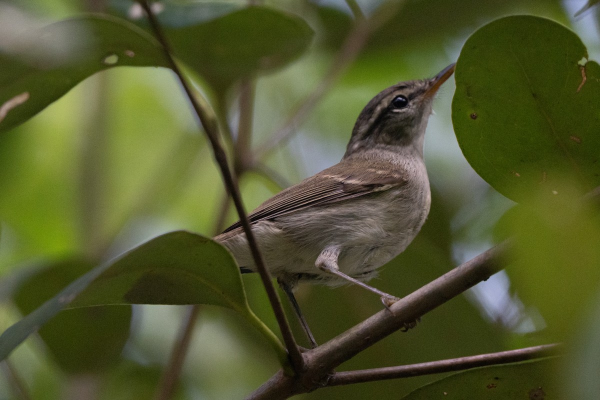 Large-billed Leaf Warbler - ML644419206