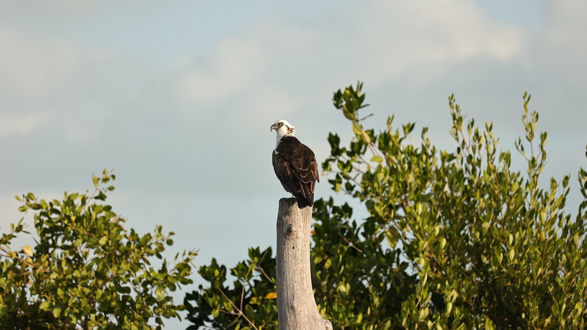 fiskeørn - ML644419207