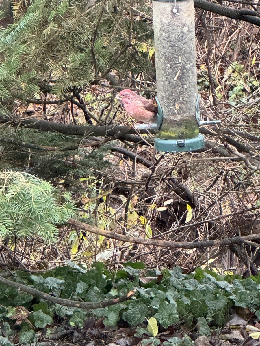 Purple Finch - ML644419209