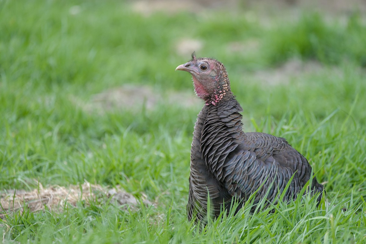 火雞 - ML644419213