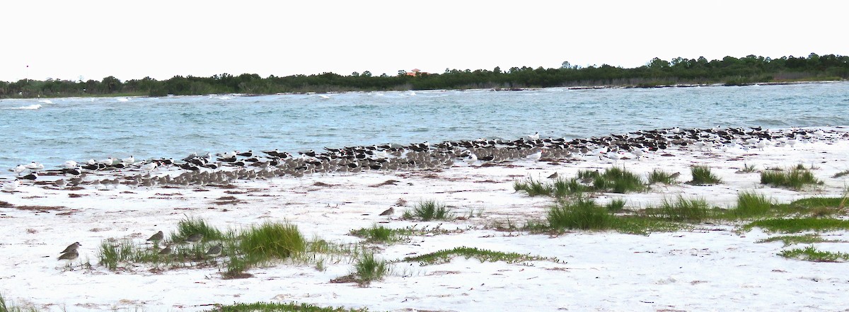 Bécasseau maubèche - ML644419217