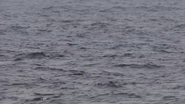 smalnebblire - ML644419221