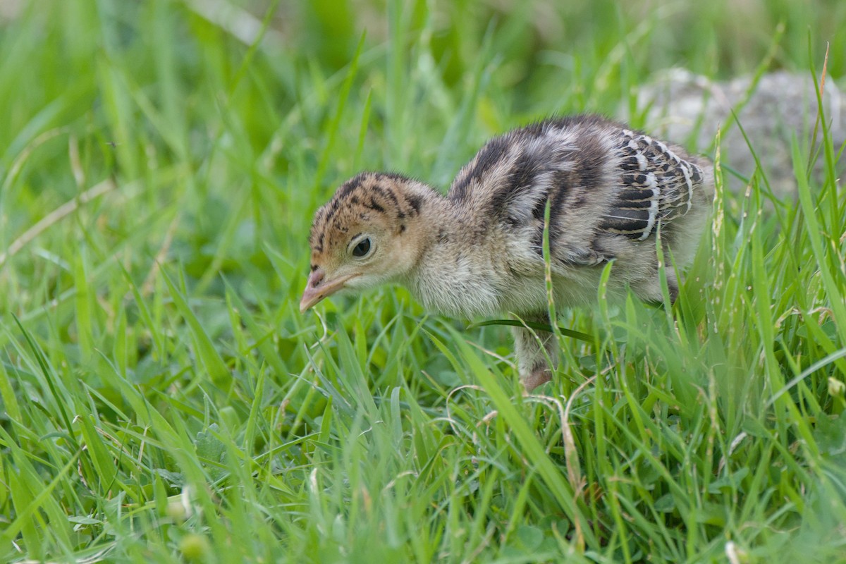 火雞 - ML644419222