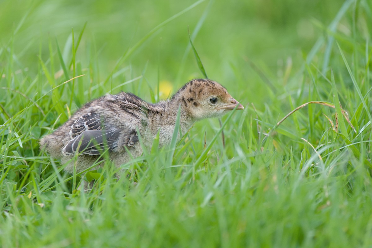 火雞 - ML644419246