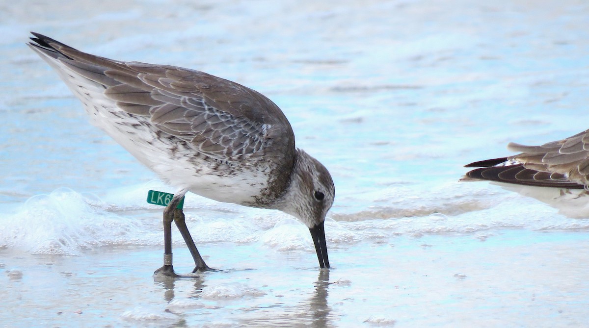 Bécasseau maubèche - ML644419248