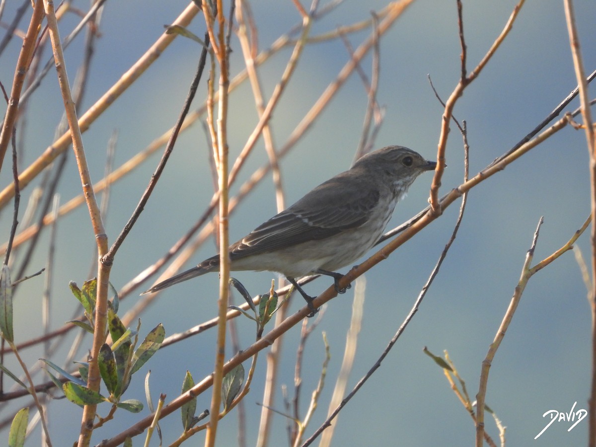 Grauschnäpper - ML644419254