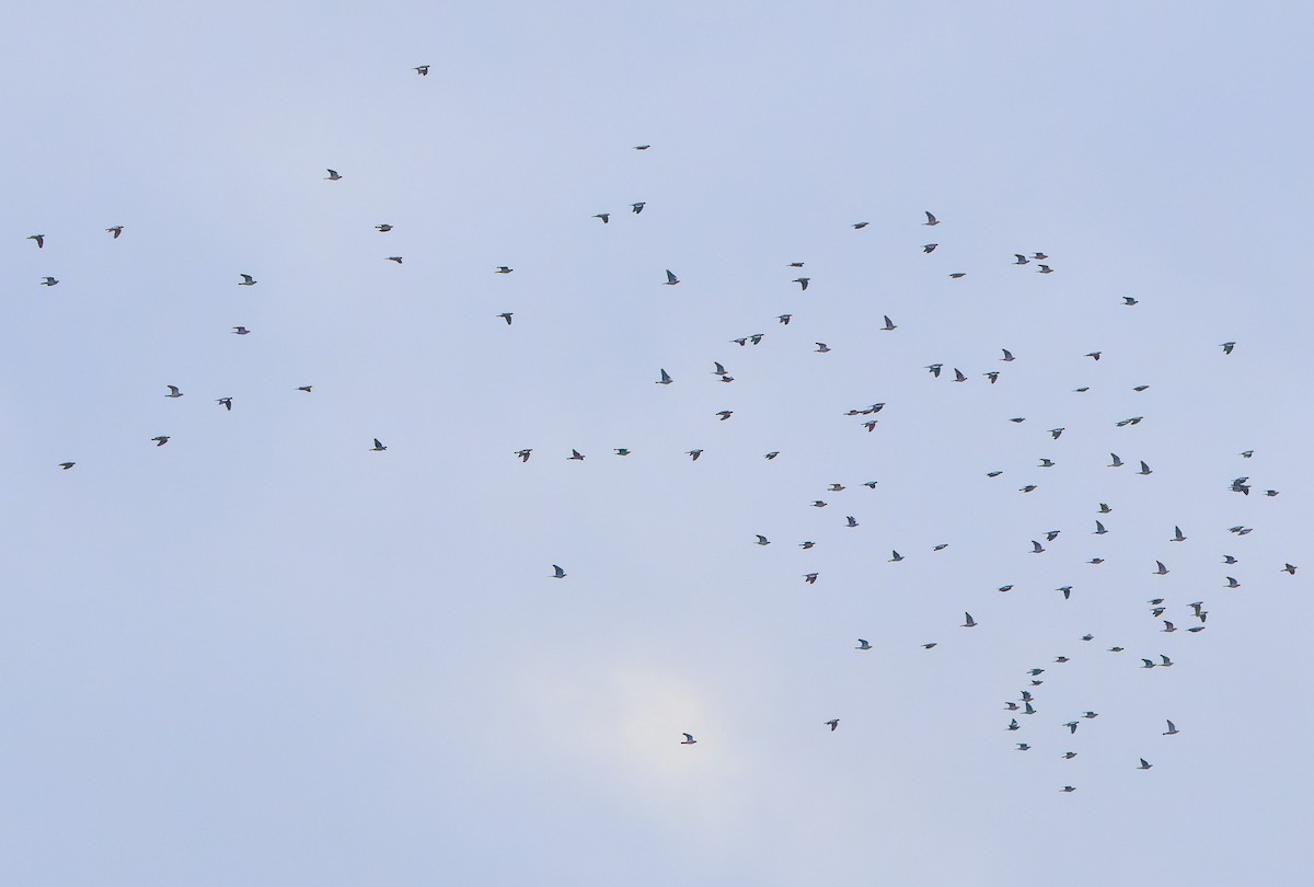 Grive mauvis - ML644419255