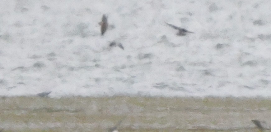 Hirondelle à front brun - ML644419261