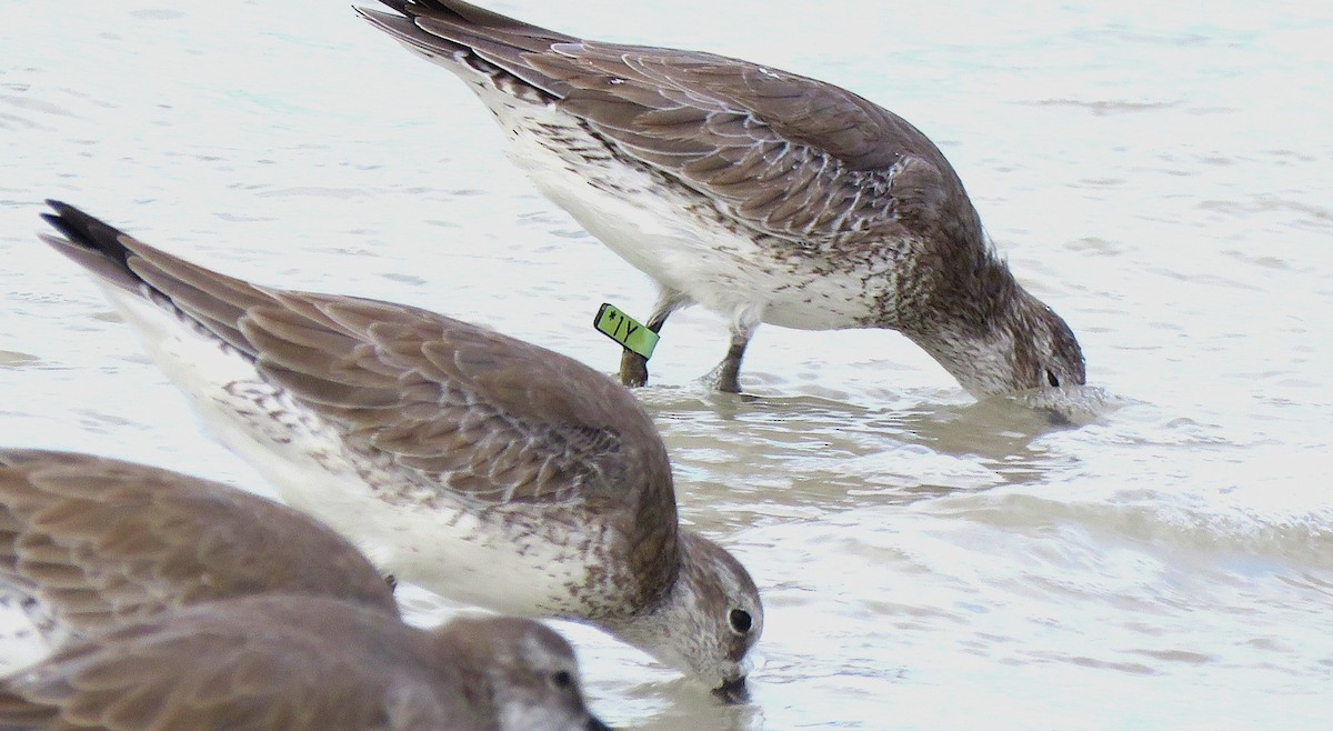 Bécasseau maubèche - ML644419262