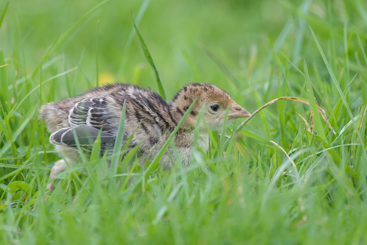 火雞 - ML644419265