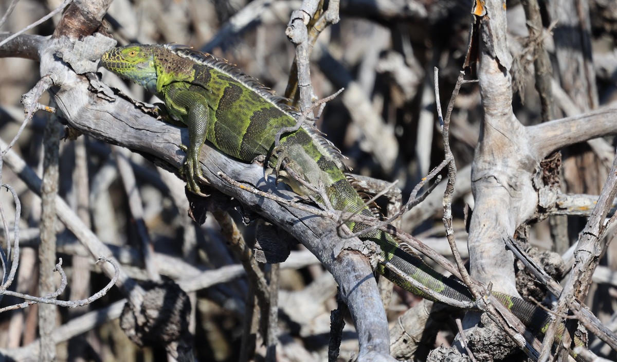 Animals - ML644419269