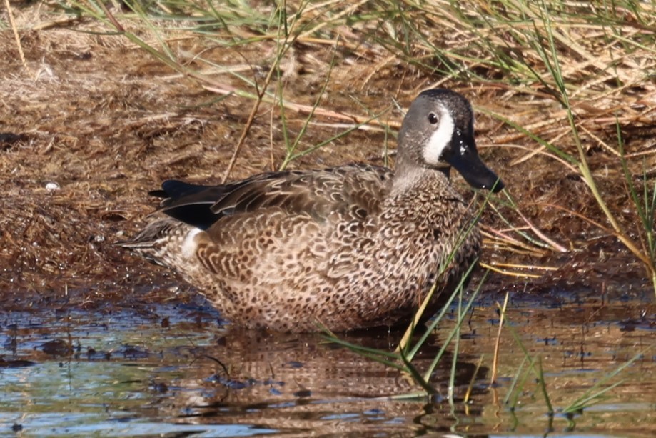 Blue-winged Teal - ML644419280