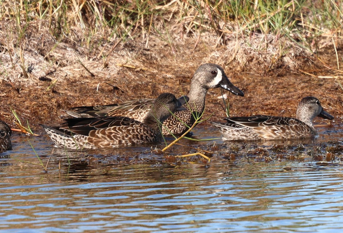Blue-winged Teal - ML644419281