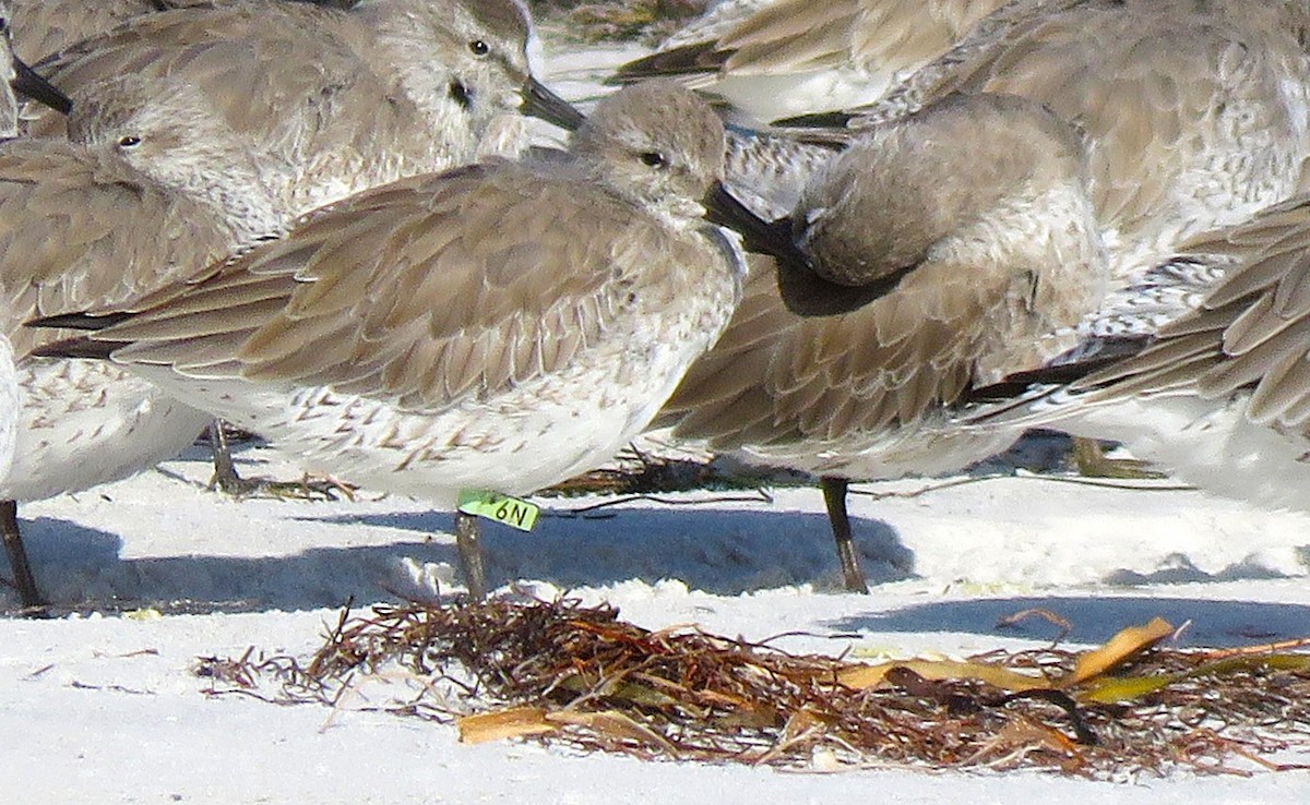 Bécasseau maubèche - ML644419282