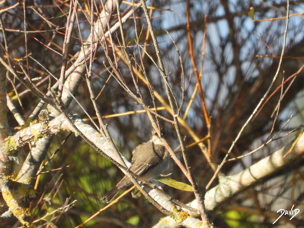 Grauschnäpper - ML644419283