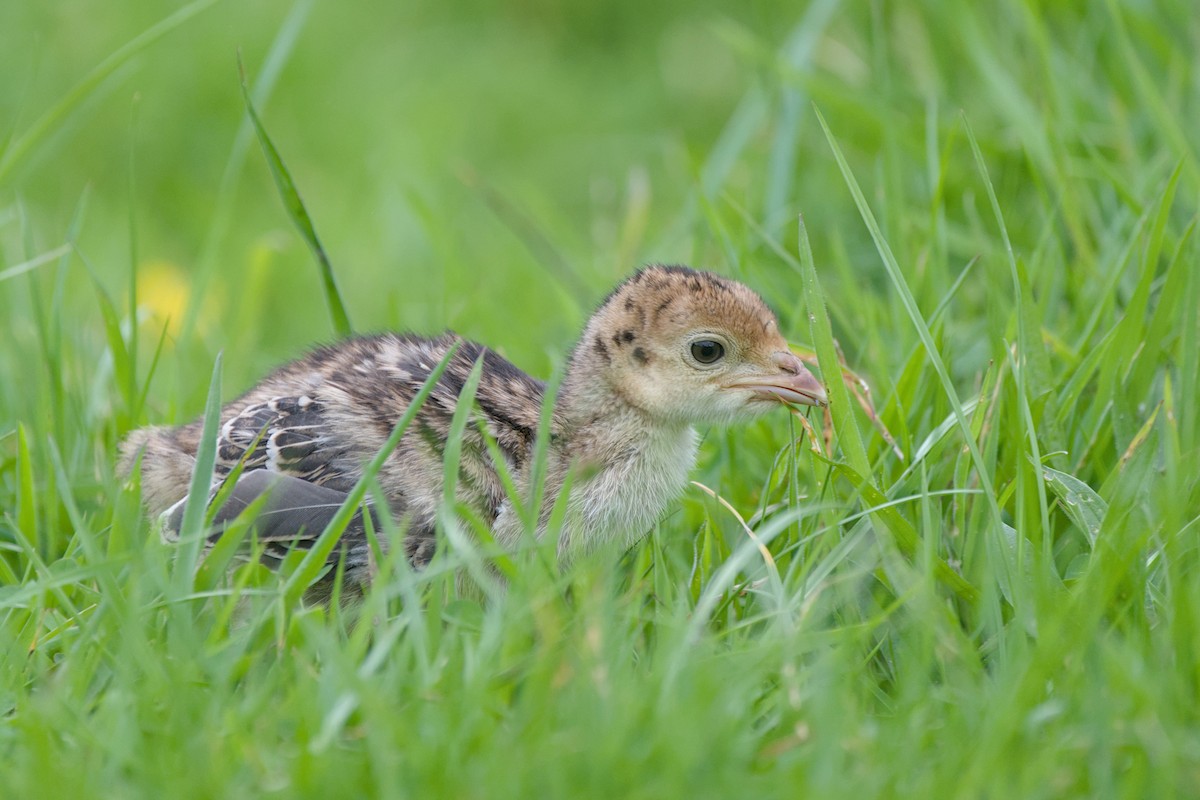 火雞 - ML644419284