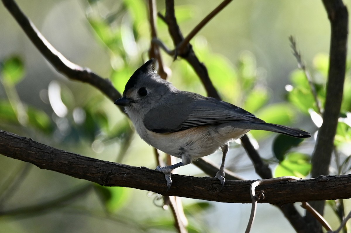 Black-crested Titmouse - ML644419287