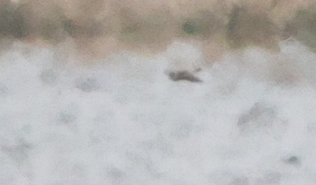 Hirondelle à front brun - ML644419288