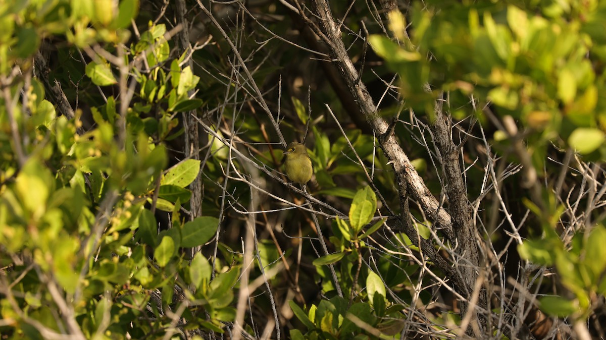 Mangrove Vireo - ML644419289
