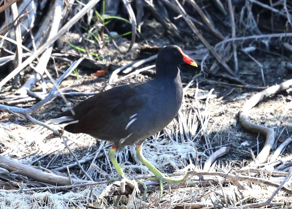Common Gallinule - ML644419290