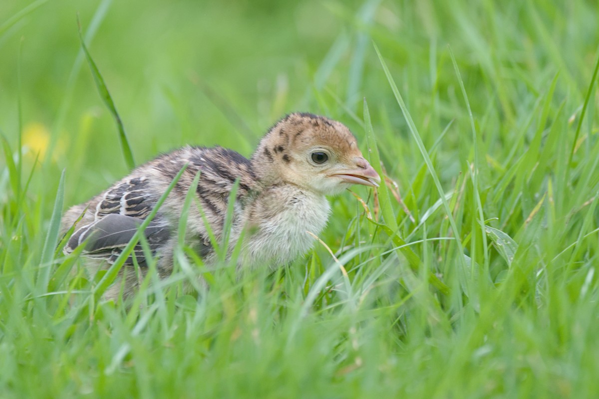 火雞 - ML644419291