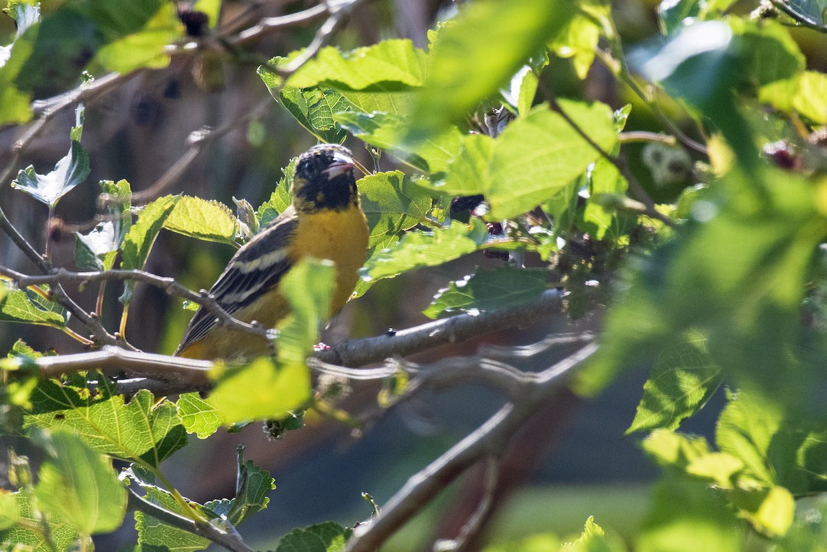 Orchard Oriole - ML644419310
