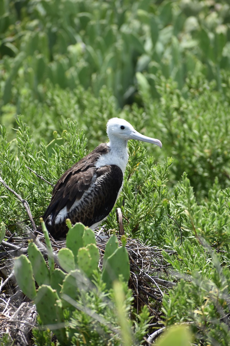 Magnificent Frigatebird - ML644419312