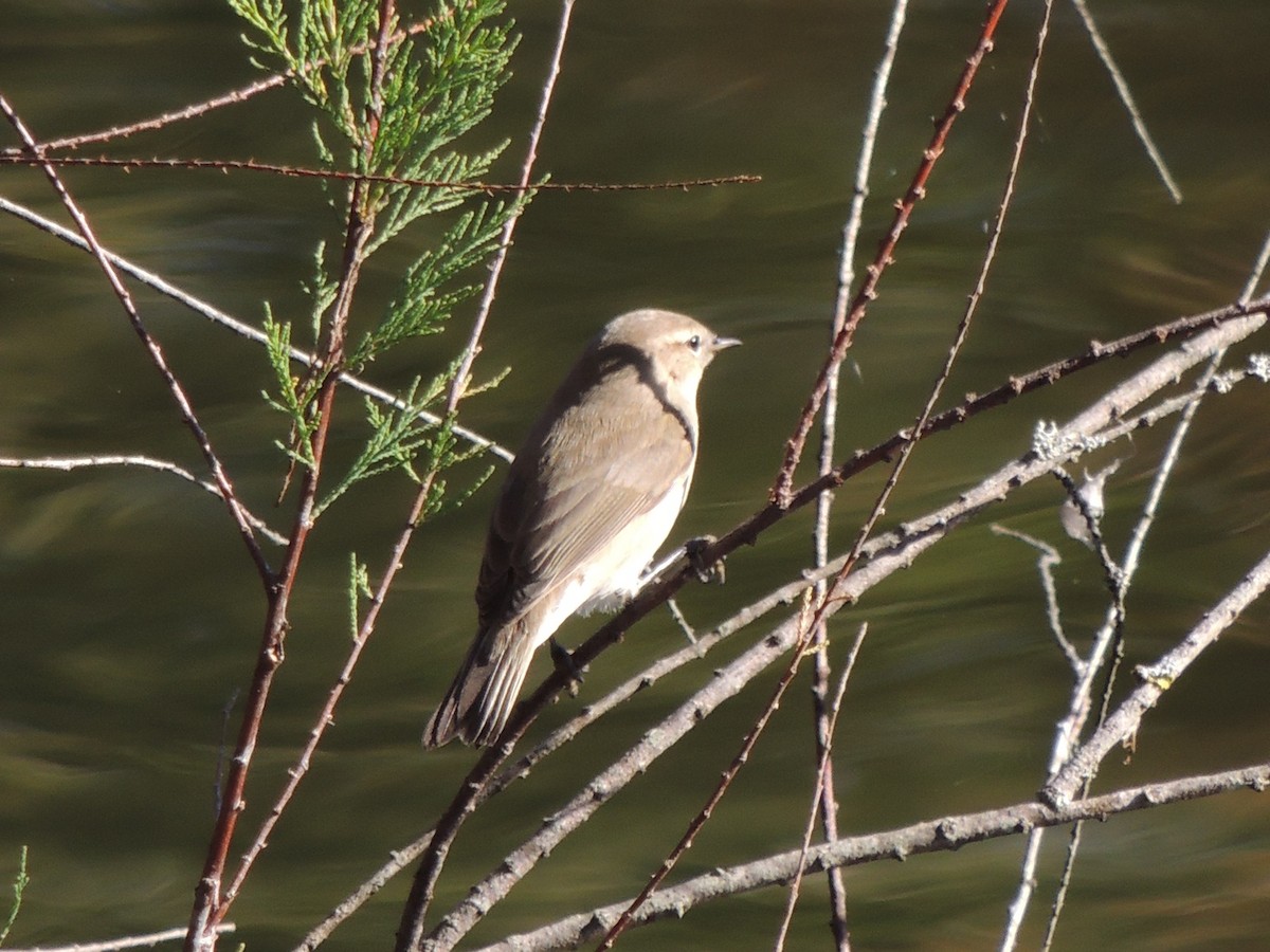 Common Chiffchaff (Siberian) - ML644419313