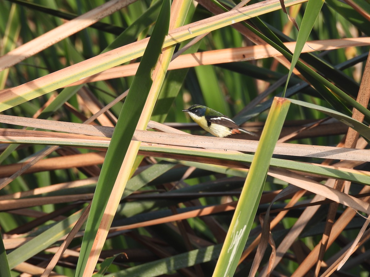 Many-colored Rush Tyrant - ML644419314