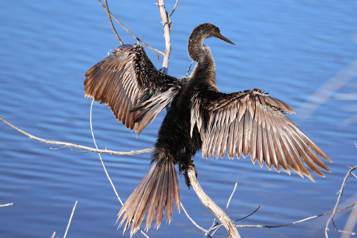 Anhinga - ML644419316