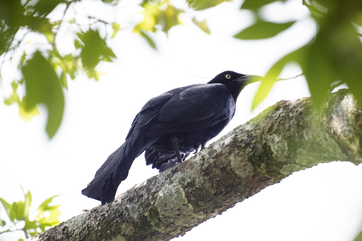 Great-tailed Grackle - ML644419318