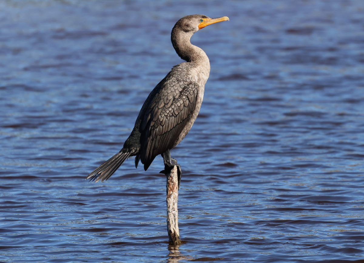 Double-crested Cormorant - ML644419323