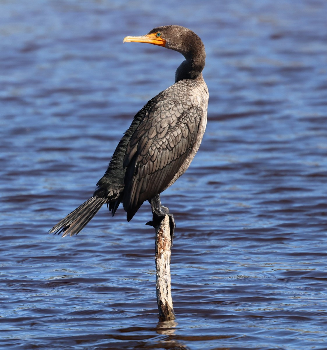Double-crested Cormorant - ML644419324
