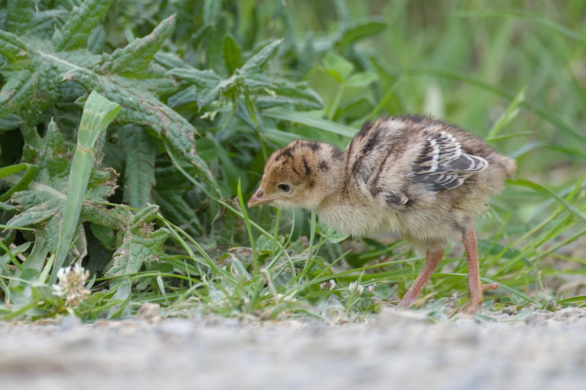 シチメンチョウ - ML644419327
