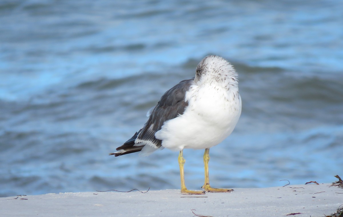Lesser Black-backed Gull - ML644419330