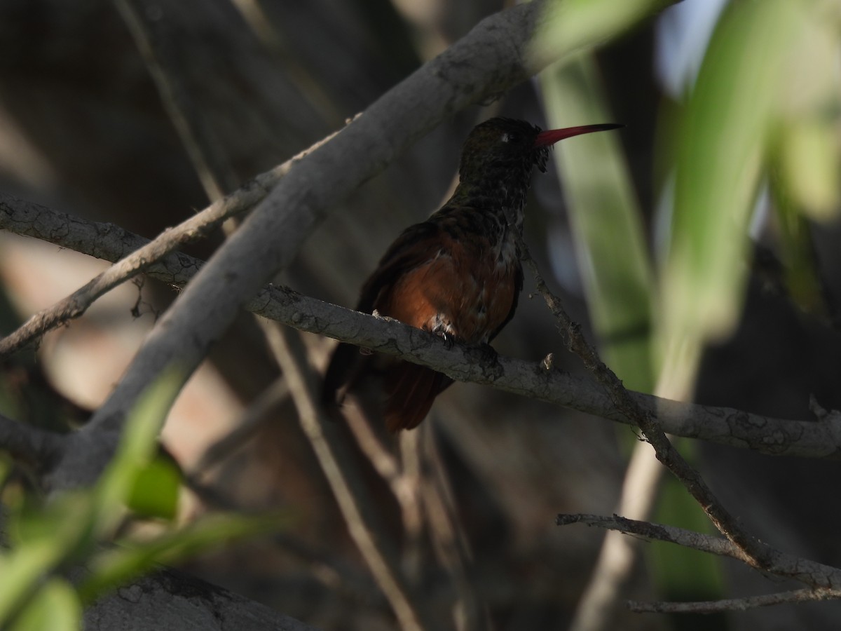 Amazilia Hummingbird - ML644419332