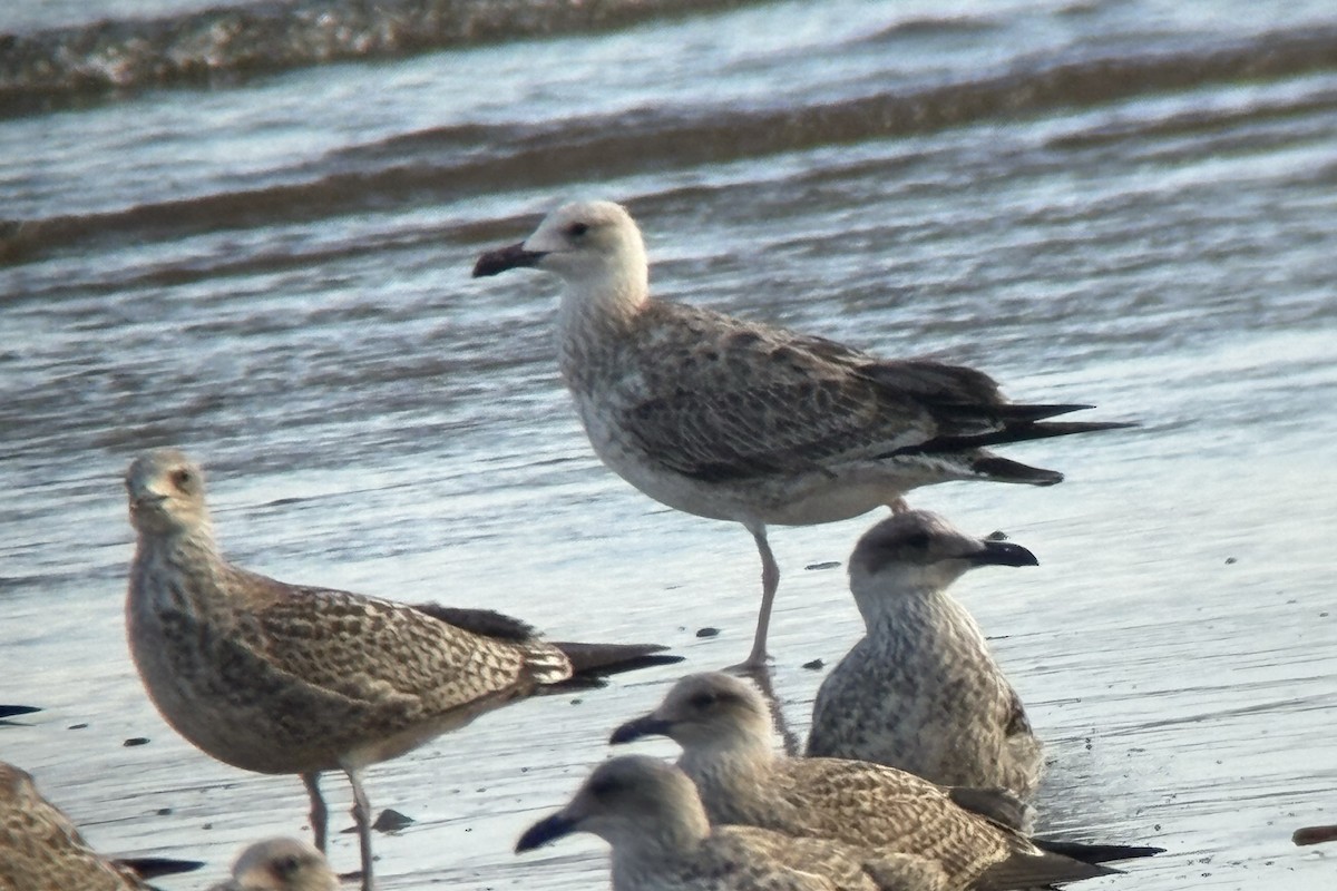 Gabbiano reale pontico - ML644419333