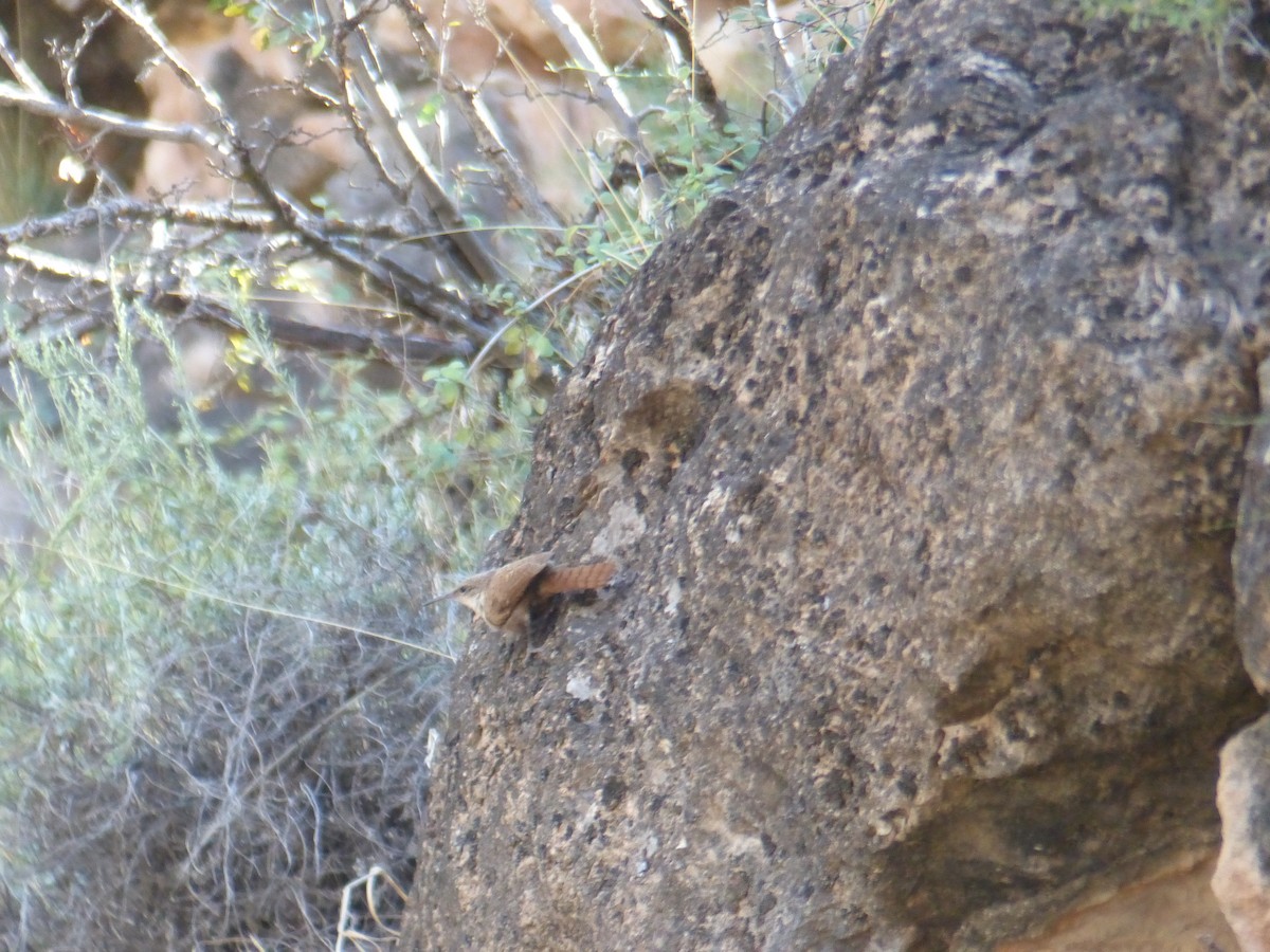 Schluchtenzaunkönig - ML644419341