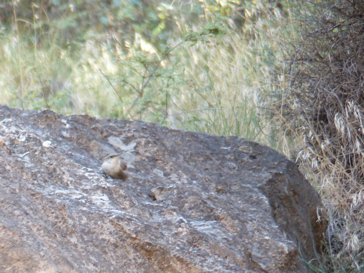 Schluchtenzaunkönig - ML644419342