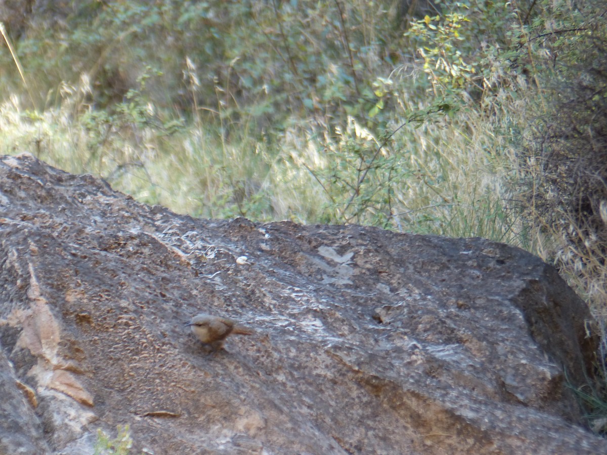 Schluchtenzaunkönig - ML644419343