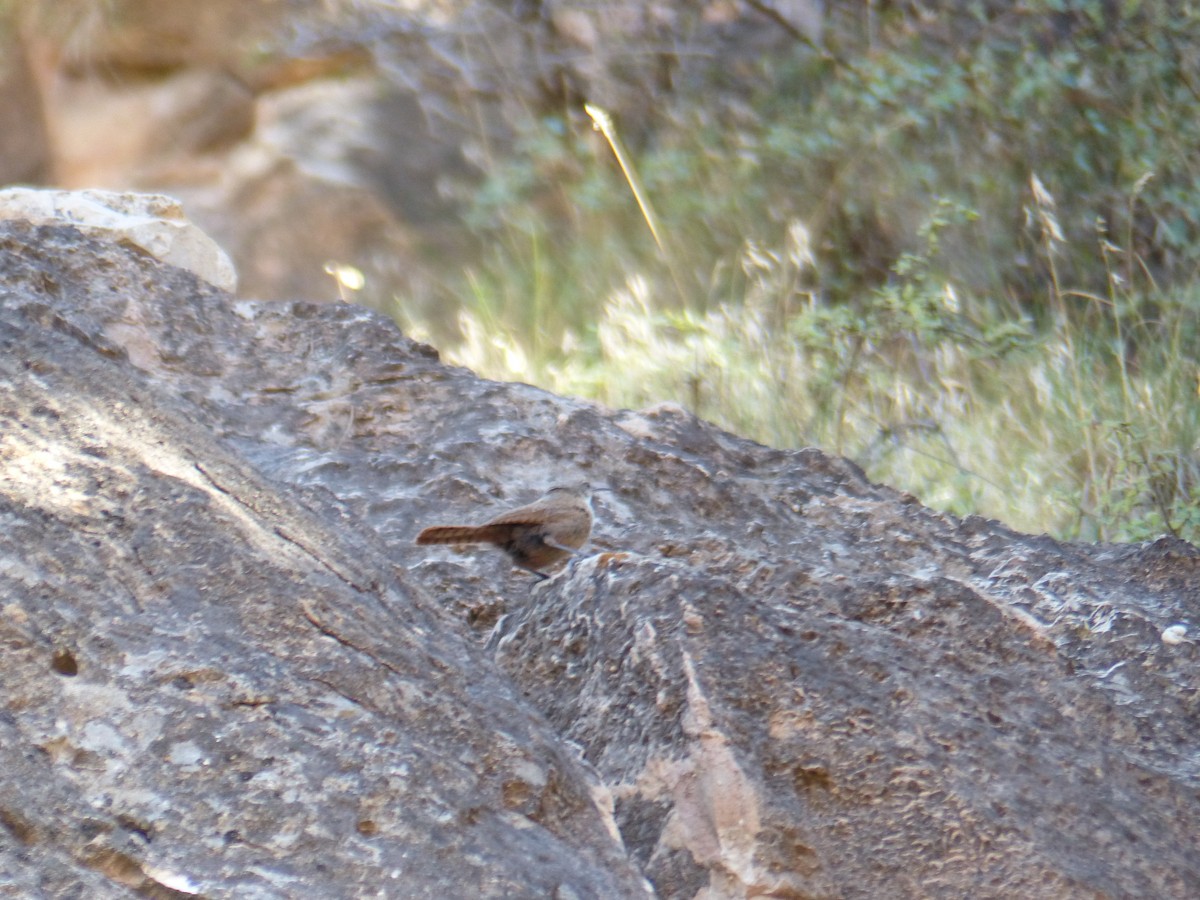 Schluchtenzaunkönig - ML644419344